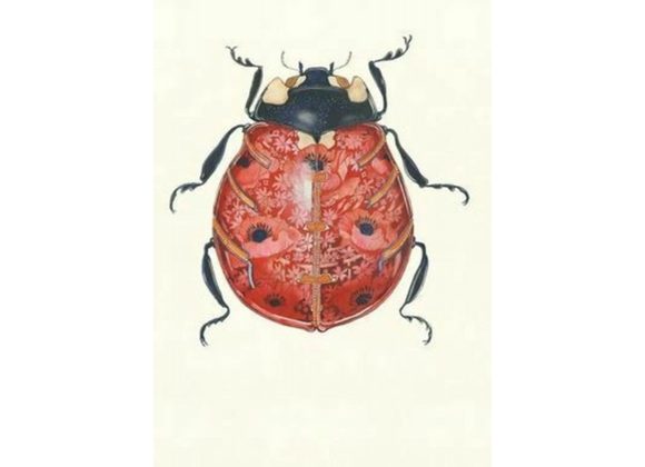 Ladybird by Daniel Mackie