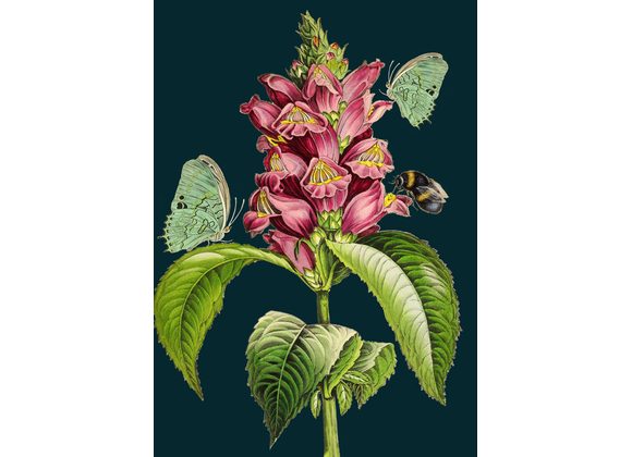 Snapdragon - by Madame Treacle