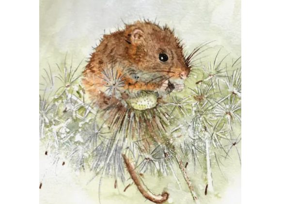 Harvest Mouse Greeting Card by Sarah Boddy