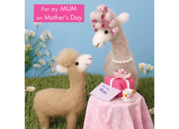 Alpacas - For my MUM on Mother's Day