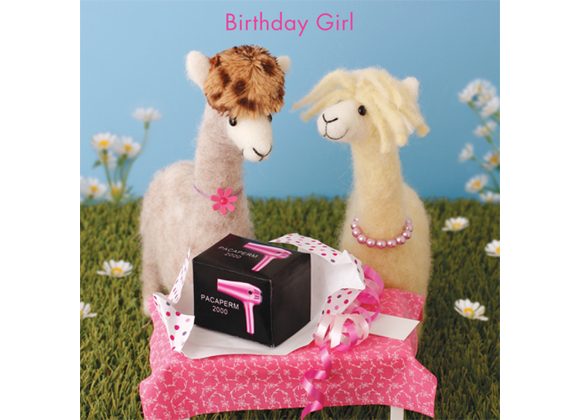 Birthday Girl - Alpacas with Hairdryer