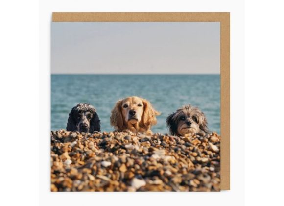 Beach Dogs Greetings Card by Ohh Deer