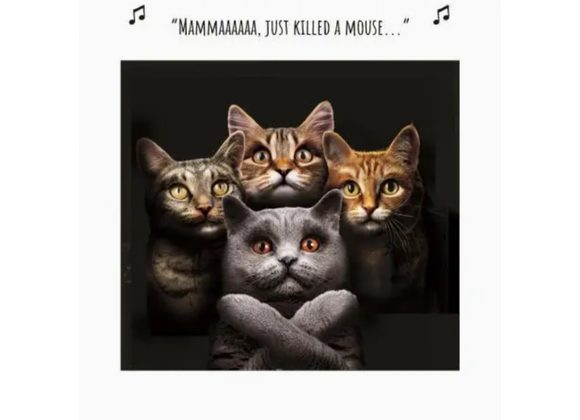 Four Cats in Bohemian Rhapsody Pose