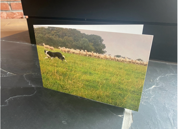 Card - May rounding up the sheep 