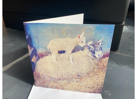 Card - Ewe and lamb
