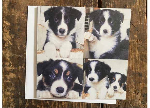 Border collie puppy card 