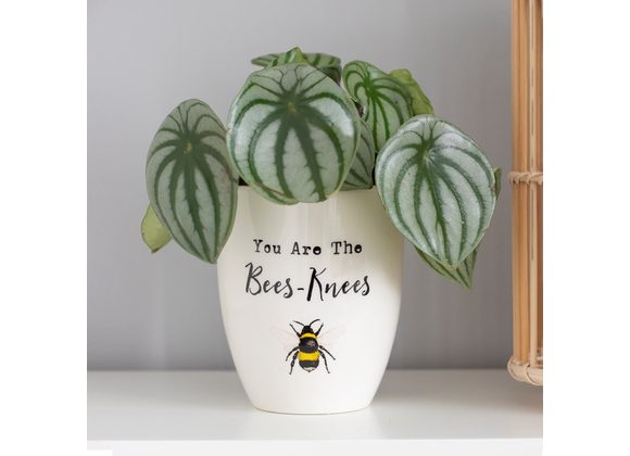 You Are the Bees Knees Ceramic Plant Pot STOCK DUE 23/11/21