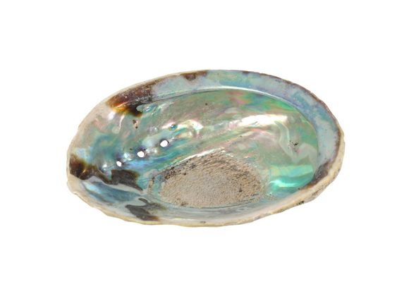 11-12.5cm Small Abalone Shell STOCK DUE SOON