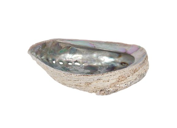 17-18cm Large Abalone Shell STOCK DUE 25/10/21