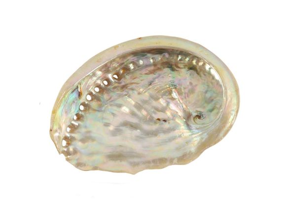 8.5cm Yellow Abalone Shell STOCK DUE 29/10/21