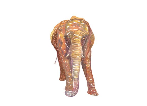 Elephant 