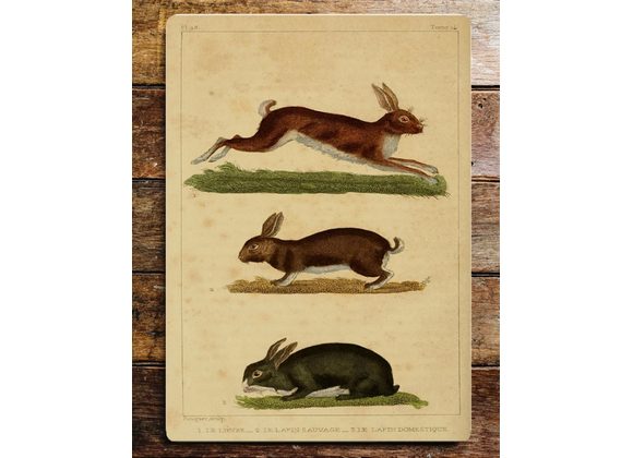 Hare & Rabbits Metal Sign - 6