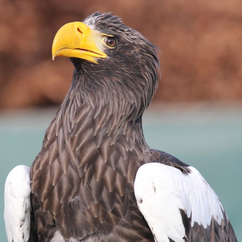 Toruk Stellers Sea Eagle - Thirsk Birds of Prey Centre