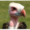 Ethal White Headed Vulture