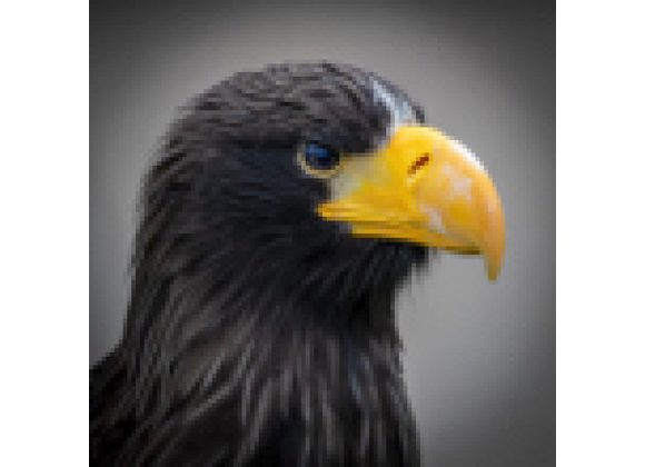 Hokkaido Stellers Sea Eagle