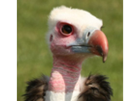 Ethal White Headed Vulture