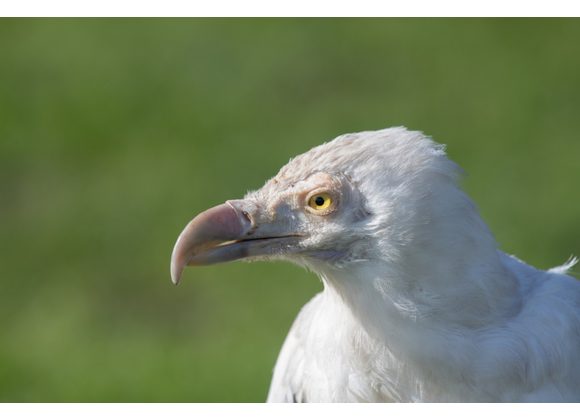 Sassy Palm Nut Vulture