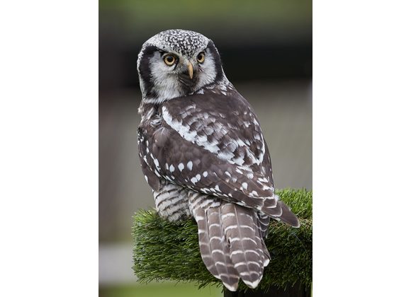 Radar Northern Hawk Owl 