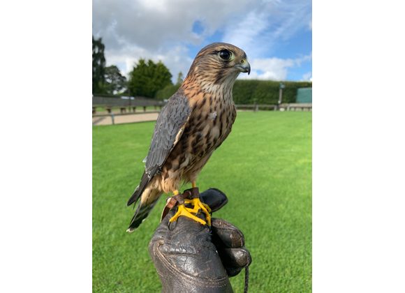 Thirsk Birds of Prey Centre  Rated and reviewed by experts on