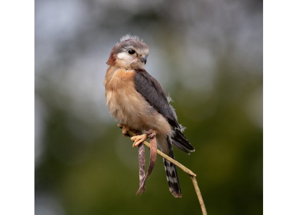 Pingu African Pygmy Falcon