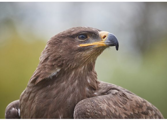 Niska Steppe Eagle