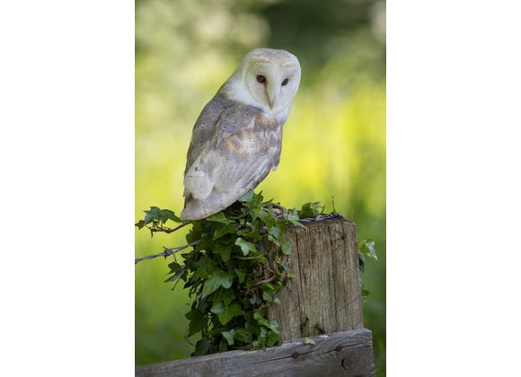 Spike Barn Owl