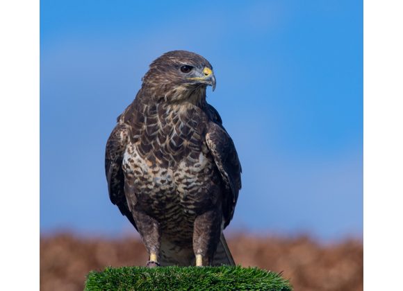 Darcy Common Buzzard