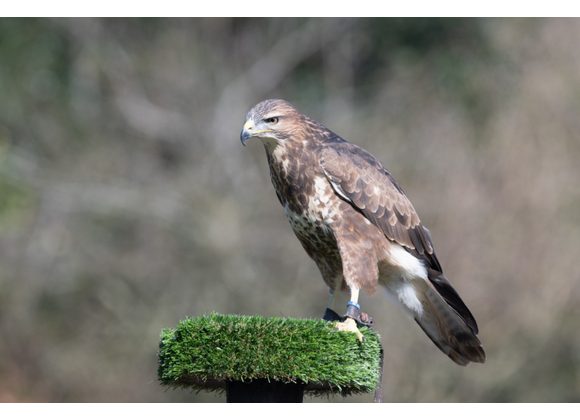 Darwin Common Buzzard