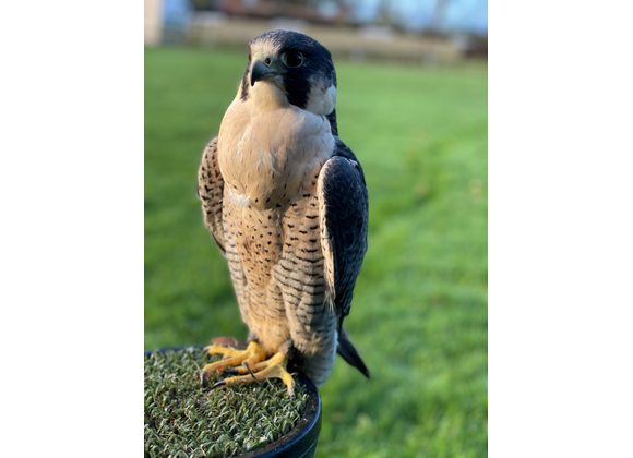 Stoop Peregrine Falcon 