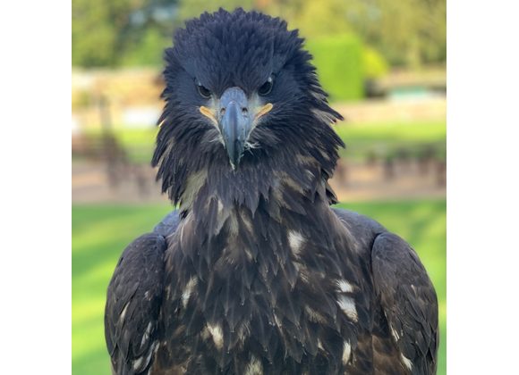 Lagertha Bald Eagle 