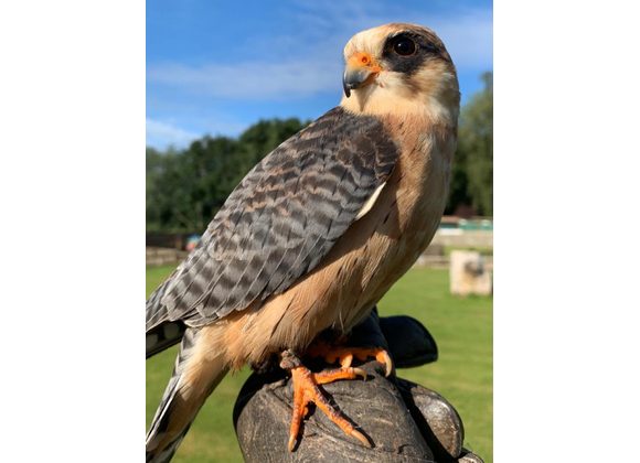 Peanut Red Footed Falcon 