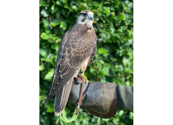 Rick Lanner Falcon 