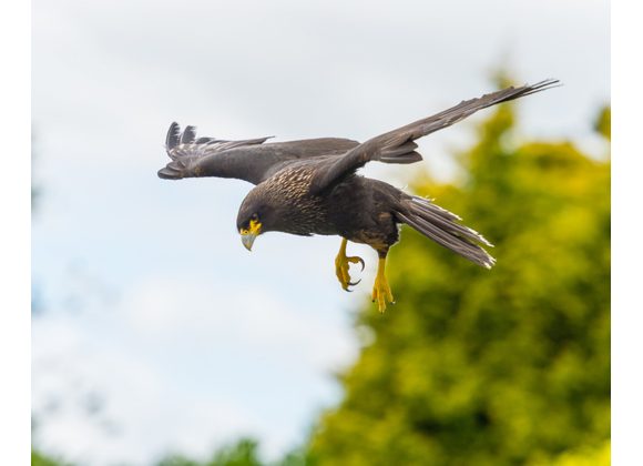 Eddy Striated Caracara 