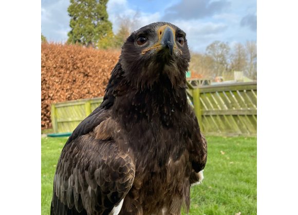 Tim African Tawny Eagle 