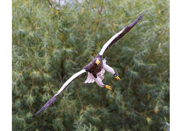 Half Day Eagle Encounter Spectator 