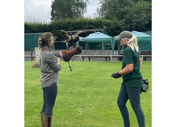 Half Day Birds of Prey Experience