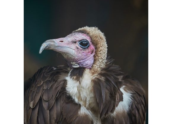 Half Day Birds of Prey Experience Spectator