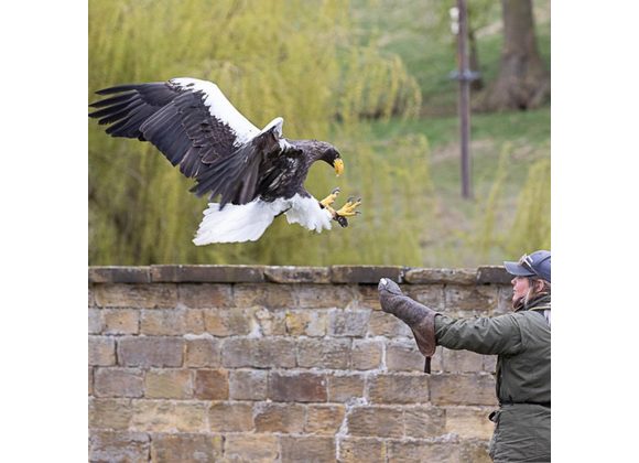 Half Day Eagle Encounter