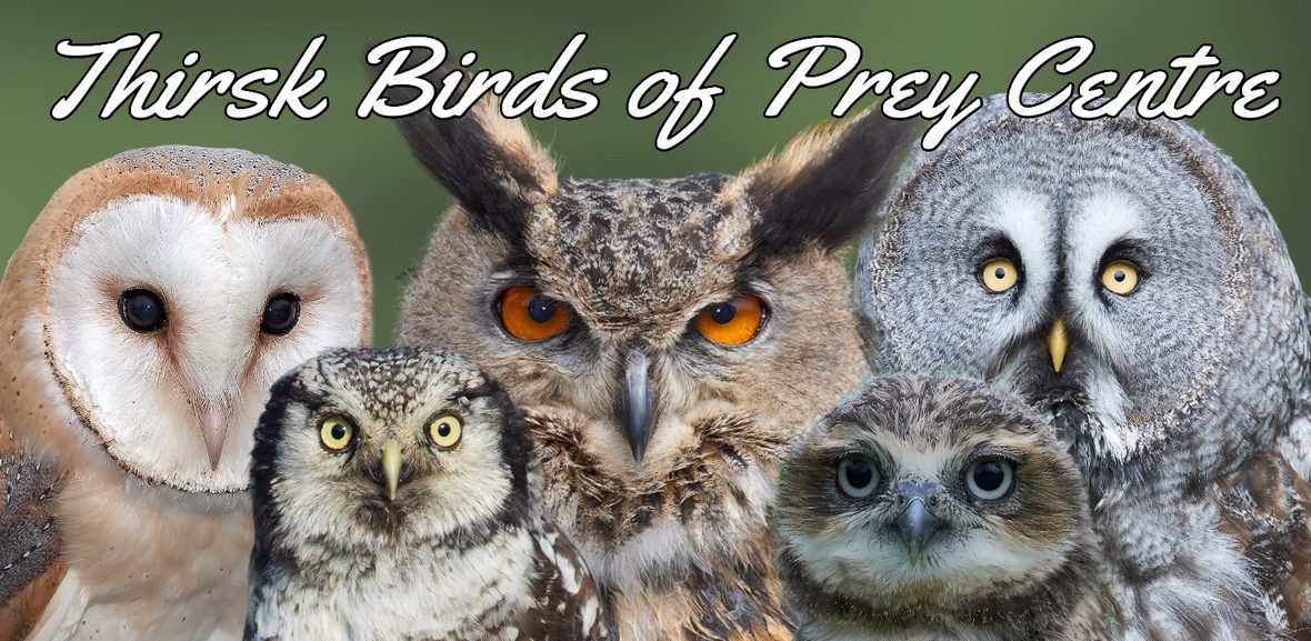 Thirsk Birds of Prey Centre (Falconry UK)