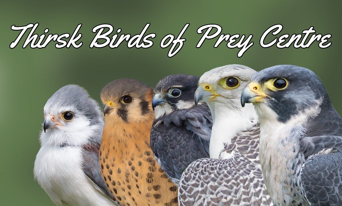 Spend vouchers on Thirsk Birds of Prey Centre at Tesco.com