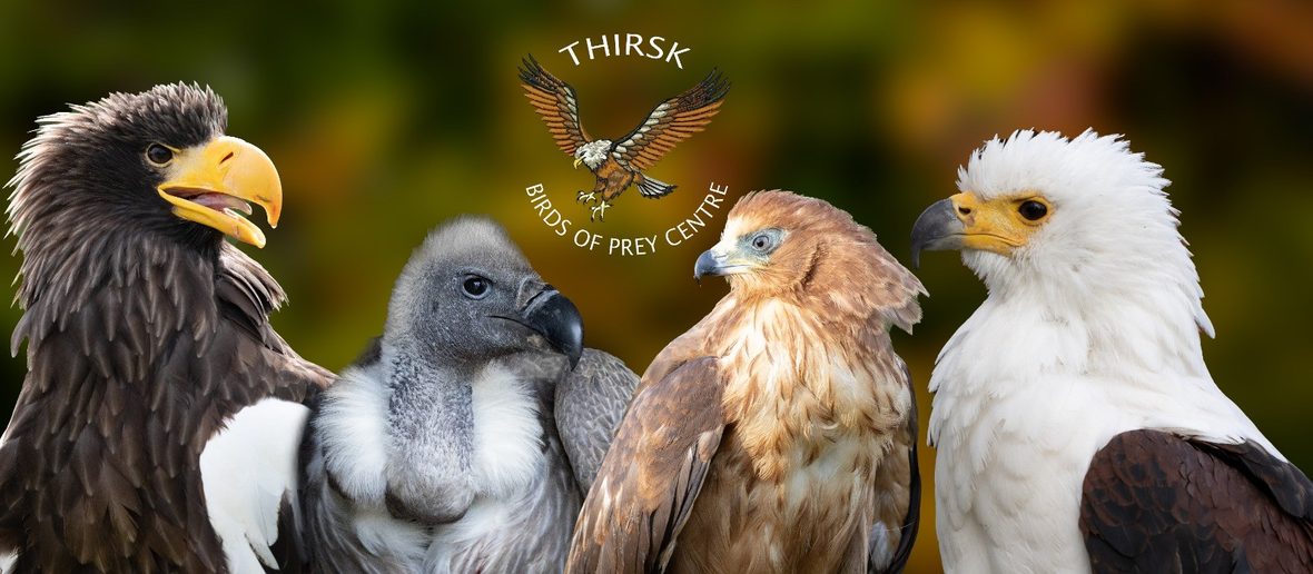 Thirsk Birds of prey Centre - Thirsk Birds of Prey Centre
