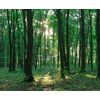 Dappled Glade
